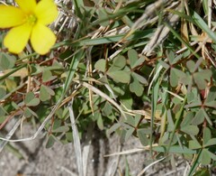 Oxalis rubens