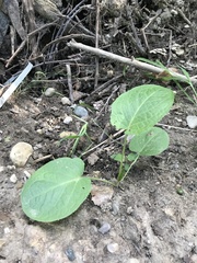 Smilax ecirrhata
