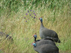 Numida meleagris coronatus