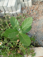 Calotropis gigantea