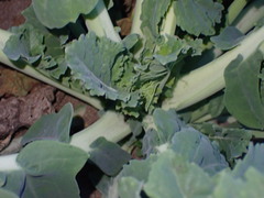 Brassica oleracea