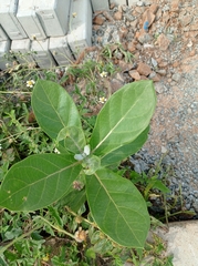 Calotropis gigantea