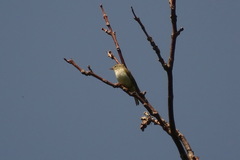 Phylloscopus coronatus