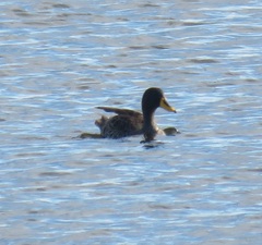 Anas undulata undulata