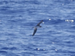 Pseudobulweria rostrata