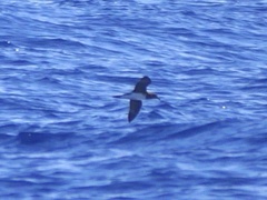 Pseudobulweria rostrata