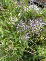 Aloysia citrodora