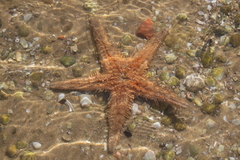 Astropecten aranciacus