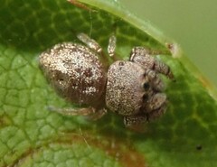 Simaethina