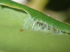 Simaethina