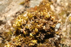 Homalothecium sericeum