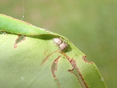 Simaethina
