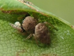 Simaethina