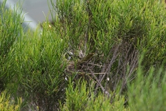 Nesoptilotis leucotis