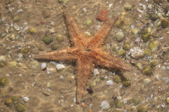 Astropecten aranciacus