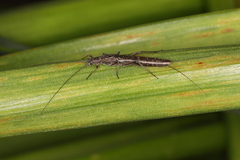 Plecoptera