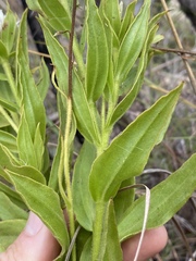 Coronidium flavum
