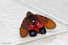 Penthicodes atomaria