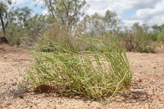 Salsoleae