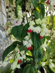 Clerodendrum thomsoniae