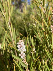 Leucopogon australis