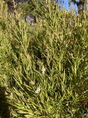 Leucopogon australis