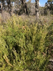 Leucopogon australis