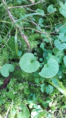 Viola palustris
