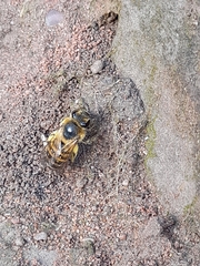 Colletes