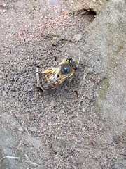 Colletes