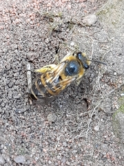 Colletes