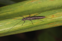 Plecoptera