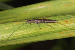 Plecoptera