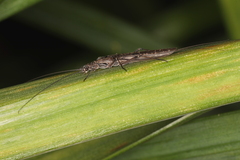 Plecoptera