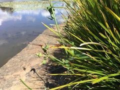 Xanthagrion erythroneurum