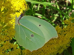 Gonepteryx nepalensis