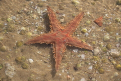 Astropecten aranciacus