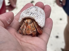 Coenobita perlatus