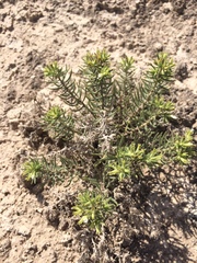 Nama carnosa