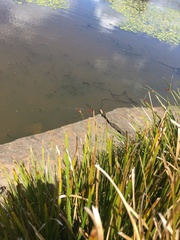 Xanthagrion erythroneurum