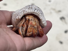 Coenobita perlatus
