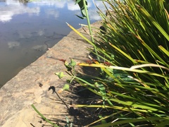 Xanthagrion erythroneurum