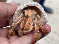 Coenobita perlatus