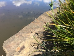 Xanthagrion erythroneurum