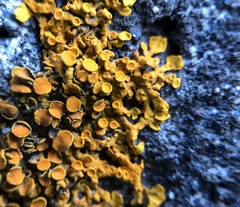 Xanthoria parietina