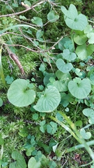 Viola palustris