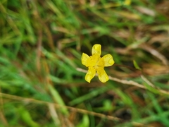 Ranunculus flammula