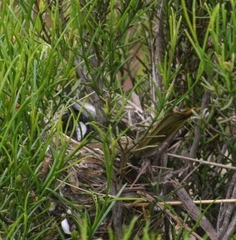 Nesoptilotis leucotis