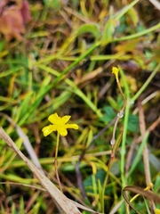 Ranunculus flammula