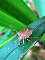 Peribalus strictus vernalis